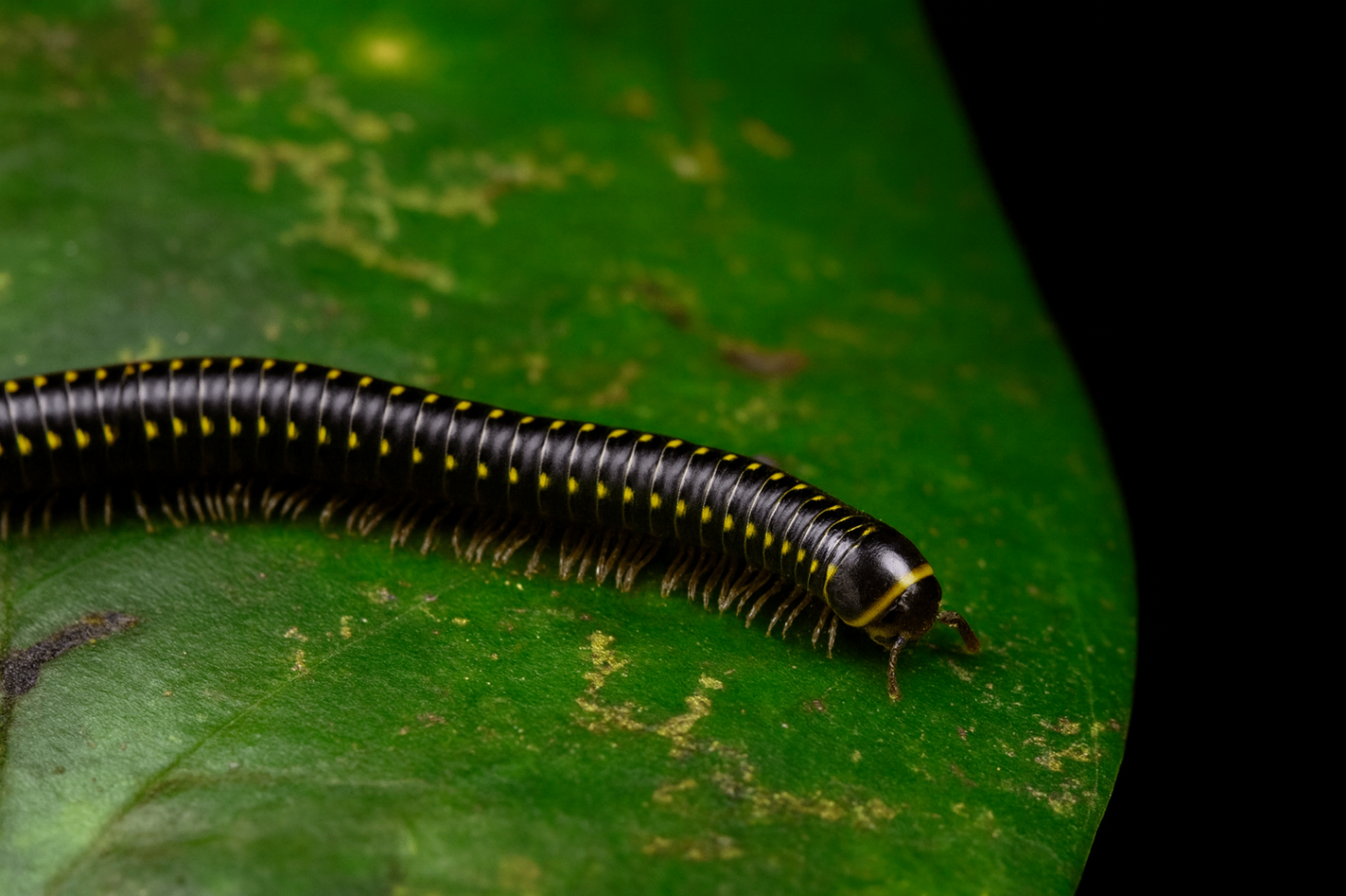 Anadenobolus leucostigma martinicensis 1