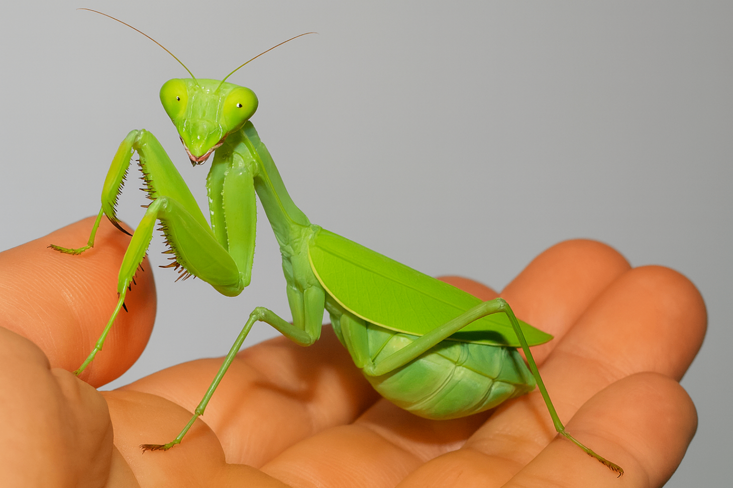 Sphodromantis aurea 1