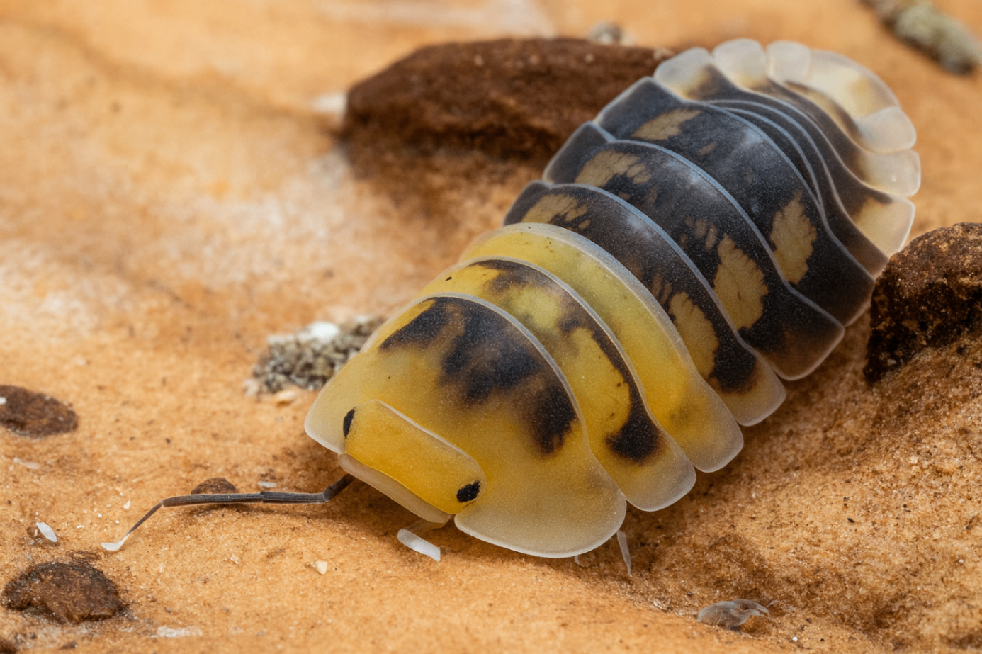 Cubaris sp. Caramel Cream 1