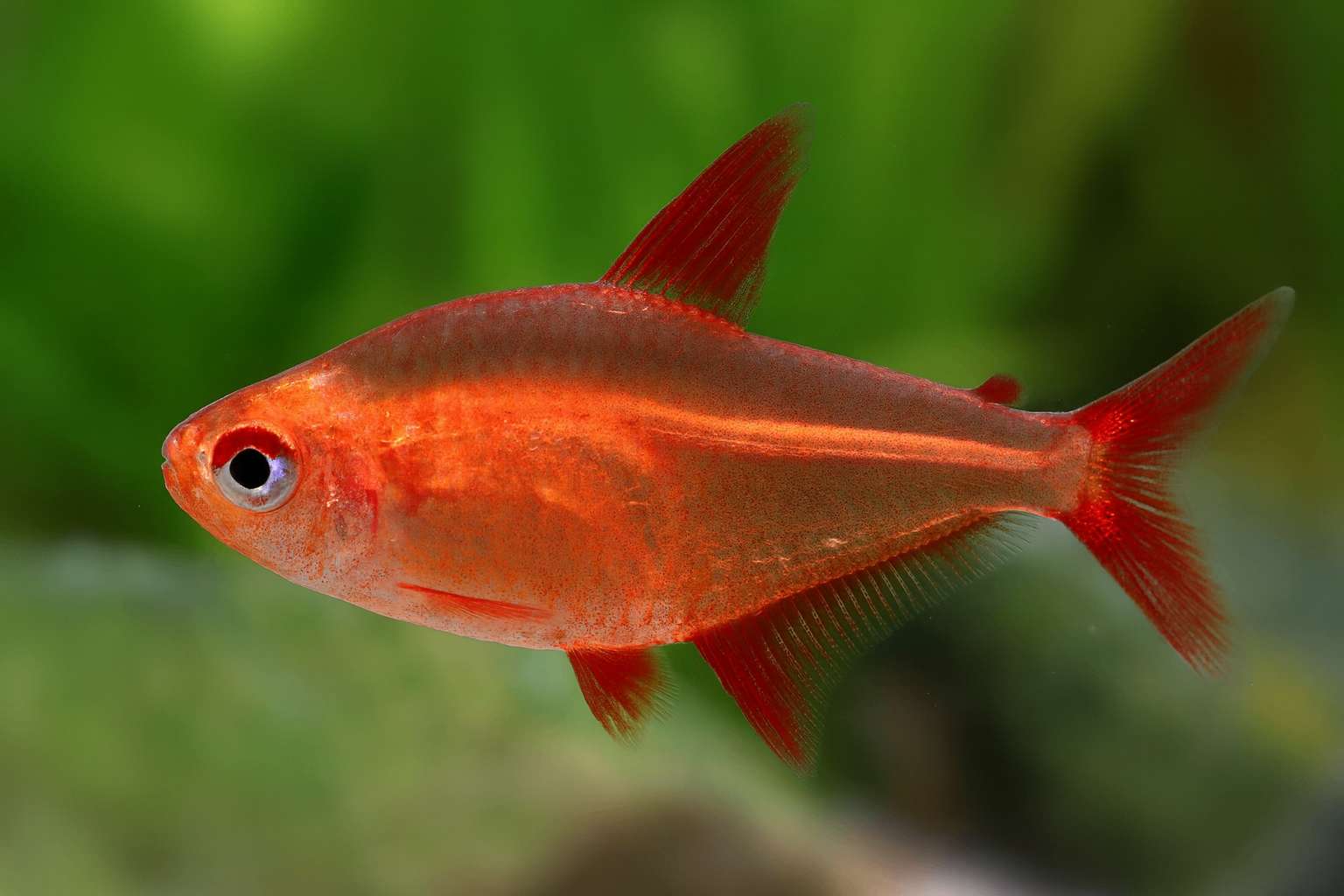 Hyphessobrycon sp. “Red MZUEL” 1