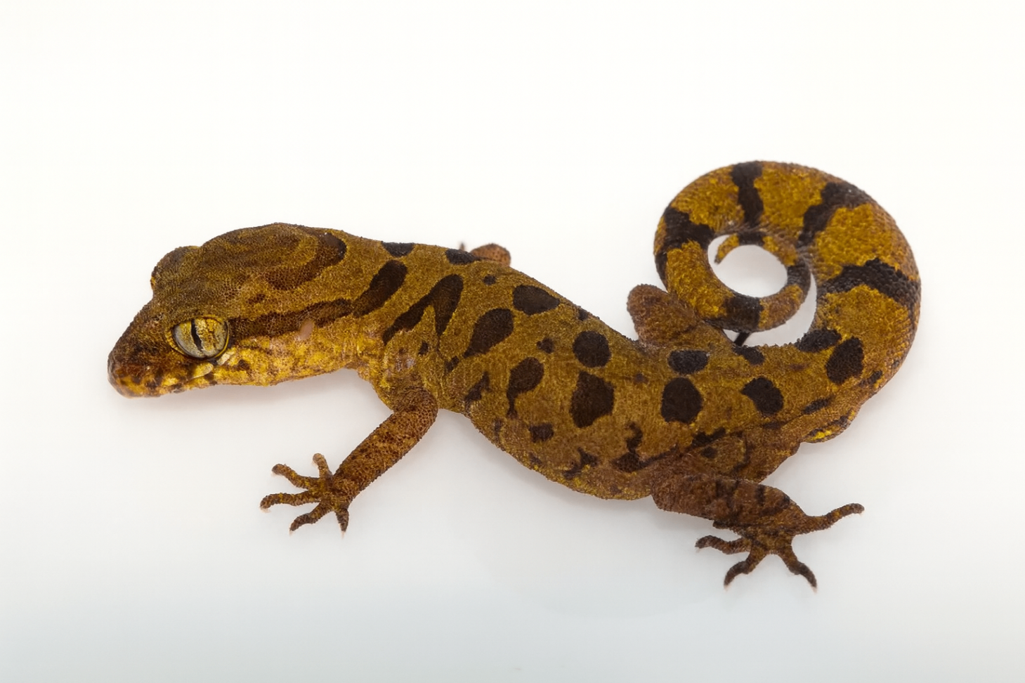 Cyrtodactylus nebulosus 1