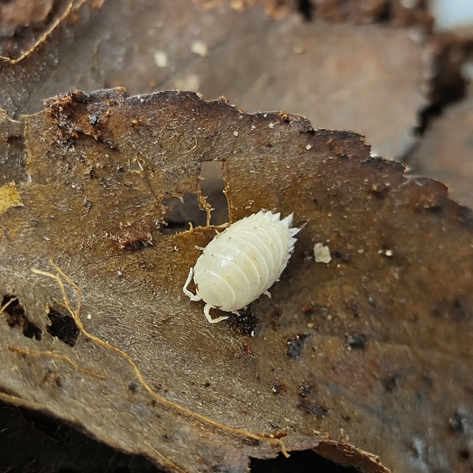Porcellio laevis Albino 1