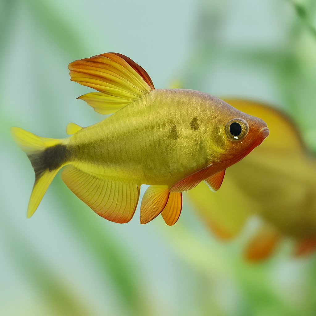 Hyphessobrycon procyon 1