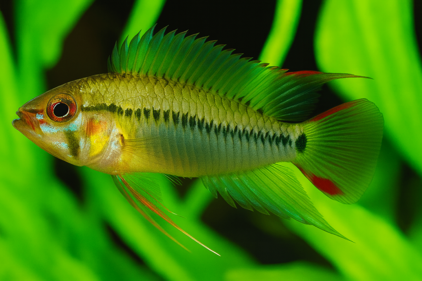 Apistogramma salpinction 2