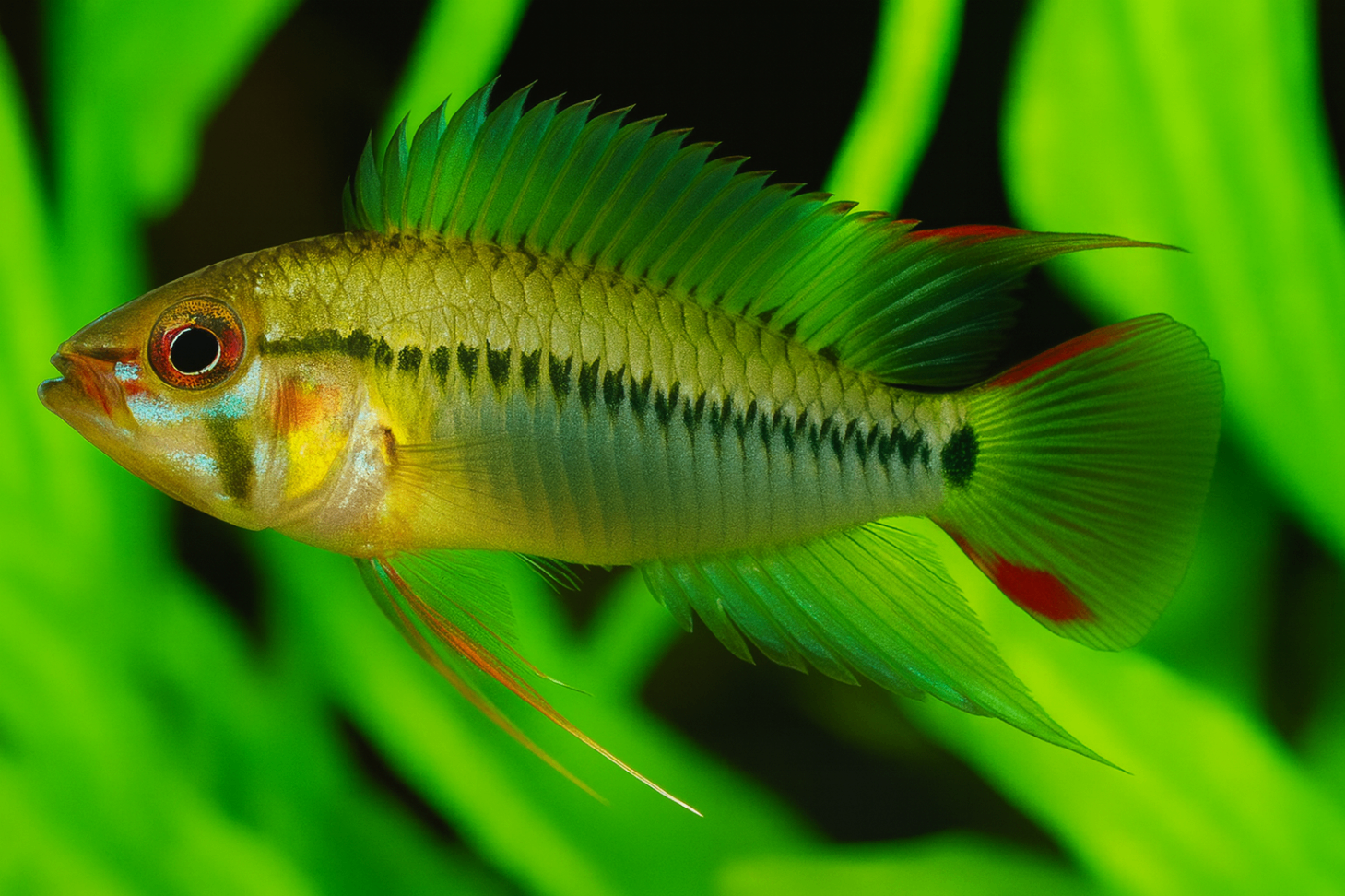 Apistogramma salpinction