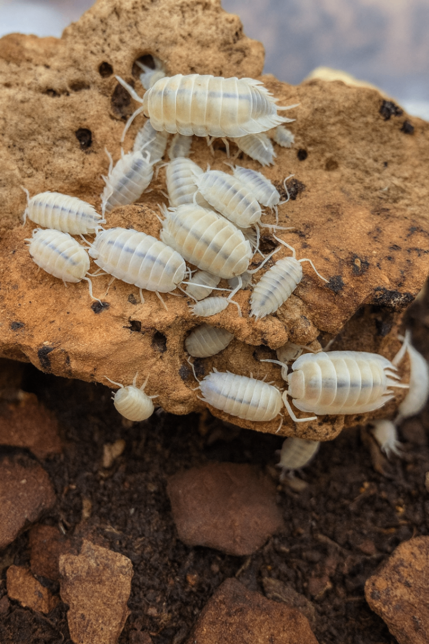 Porcellio scaber 'Ghost' 1