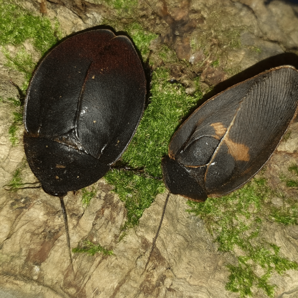 Ergaula pilosa 1