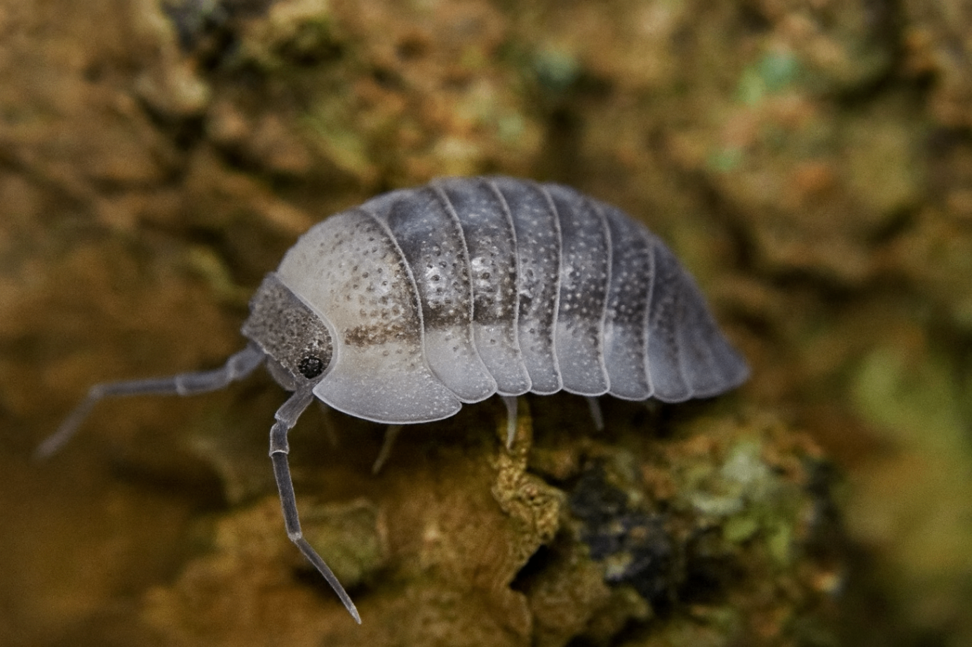 Armadillidium peraccae