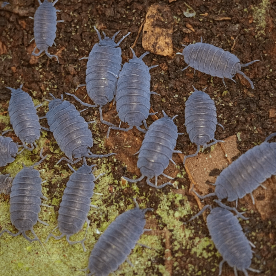Porcellionides pruinosus Powder blue 1