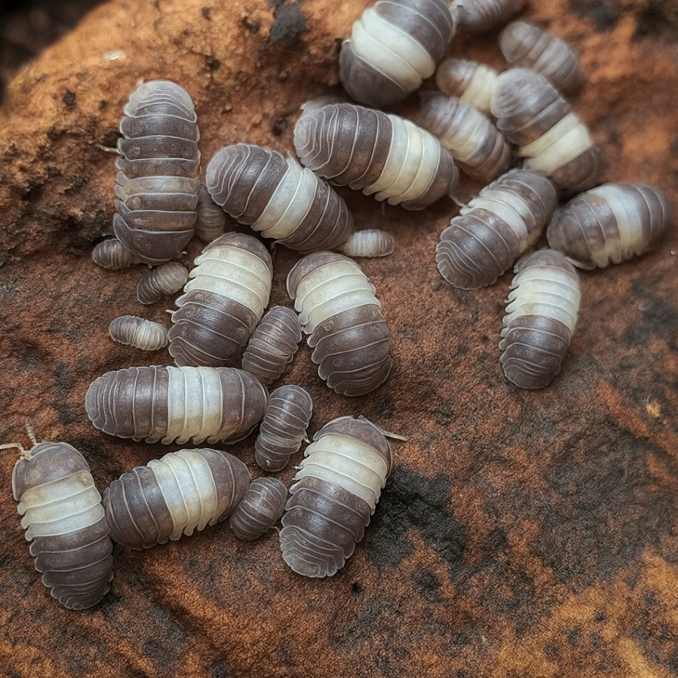 Cubaris sp. 'Panda King' 1