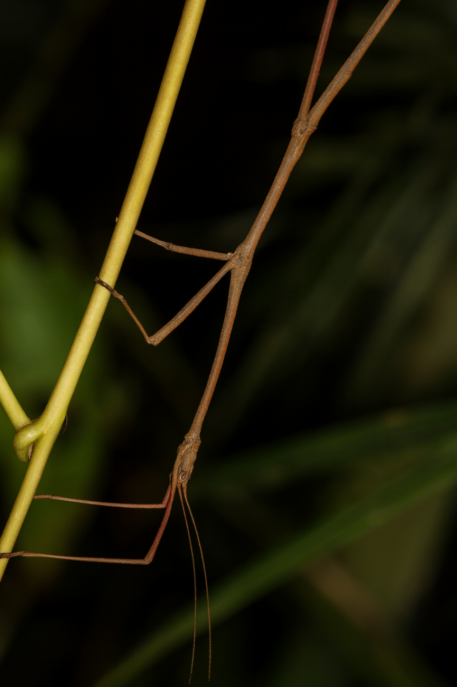 Hermagoras foliopeda 1