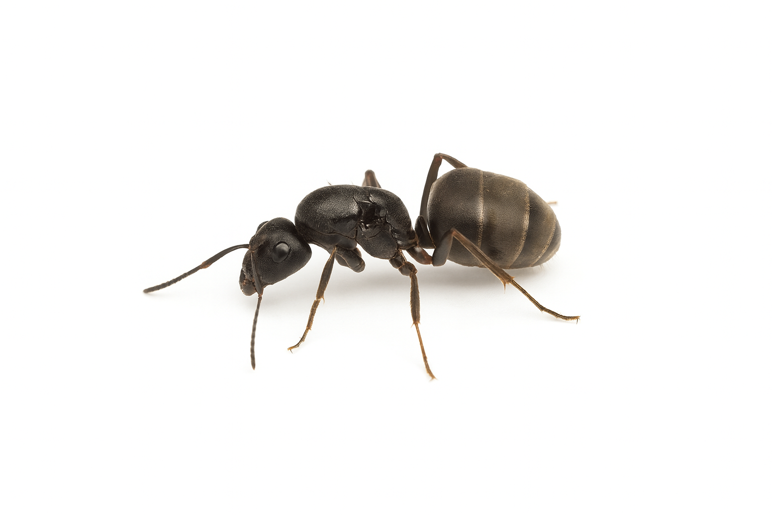 Lasius grandis 1