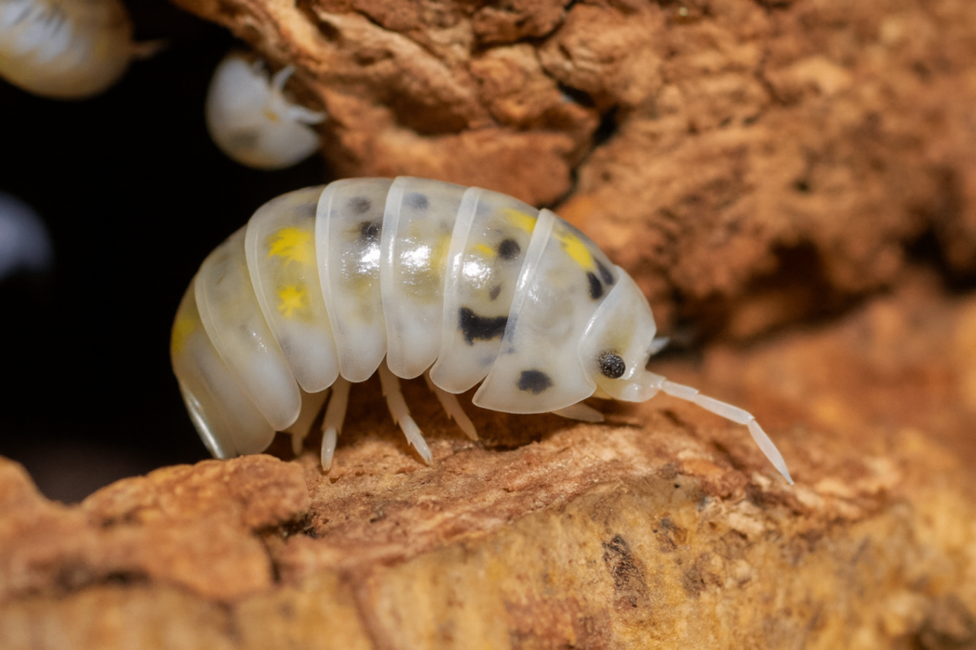 Armadillidium vulgare 'Magic Potion' 1