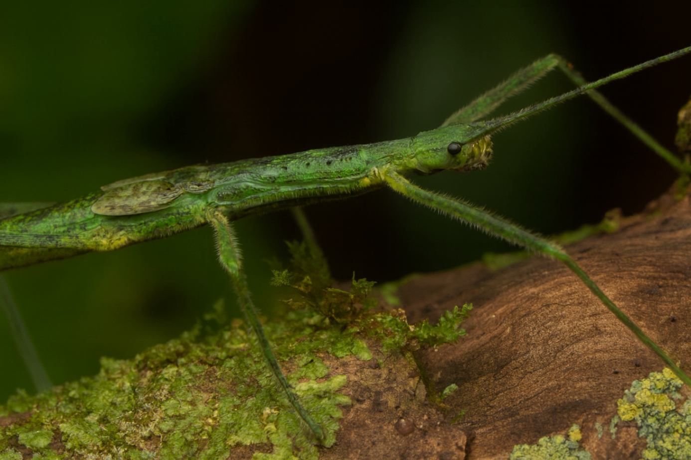 Asceles margaritatus  1