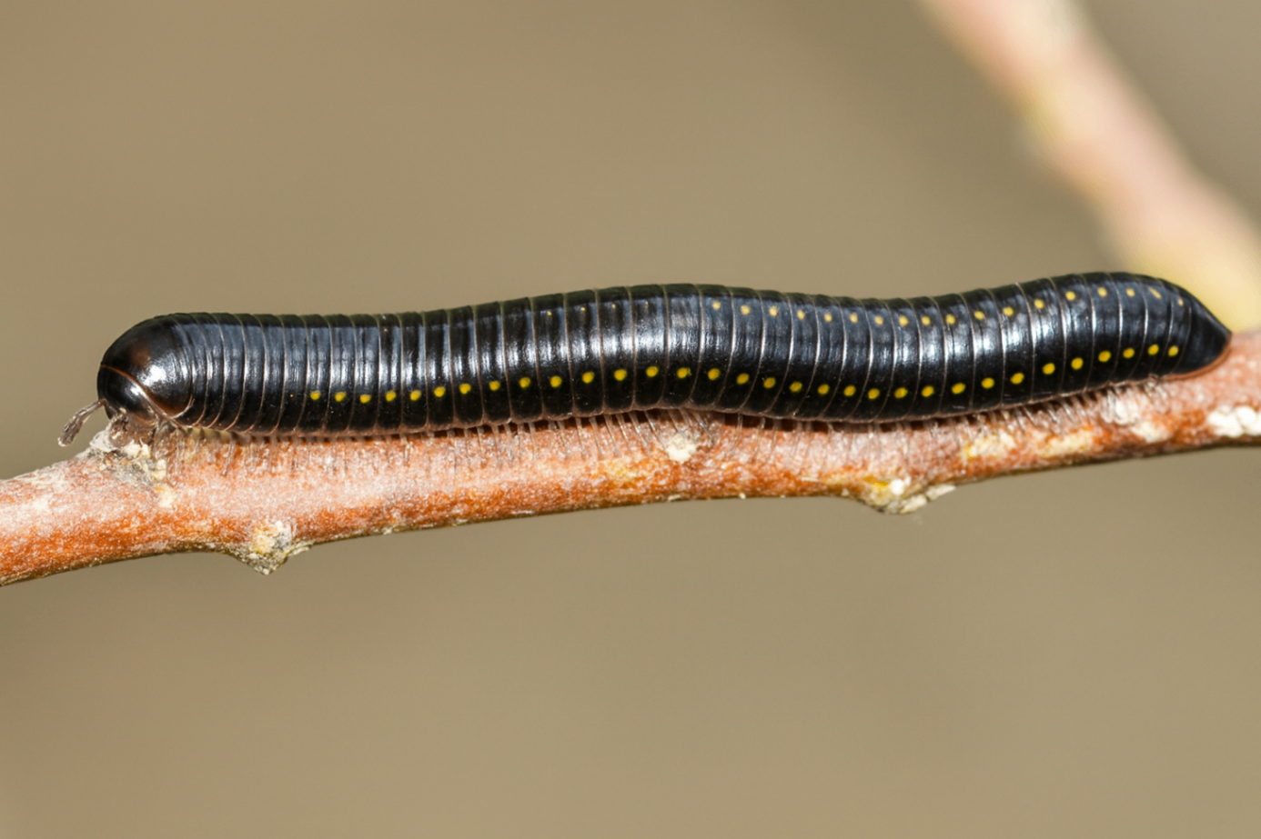 Anadenobolus laticollis 1