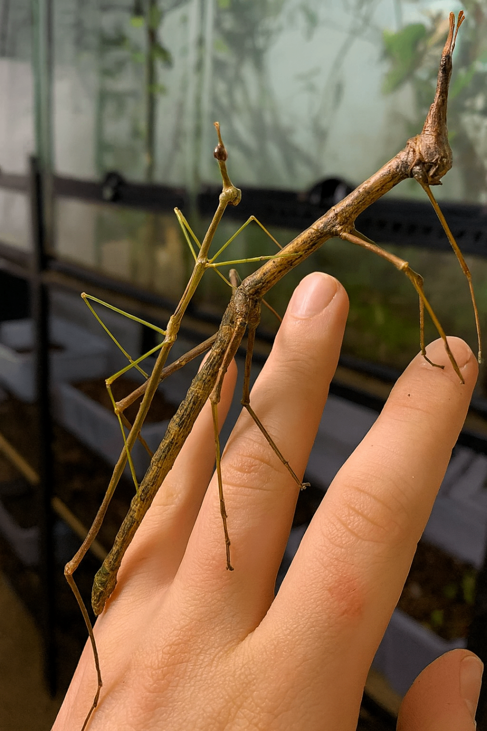 Pseudoproscopia latirostris 1