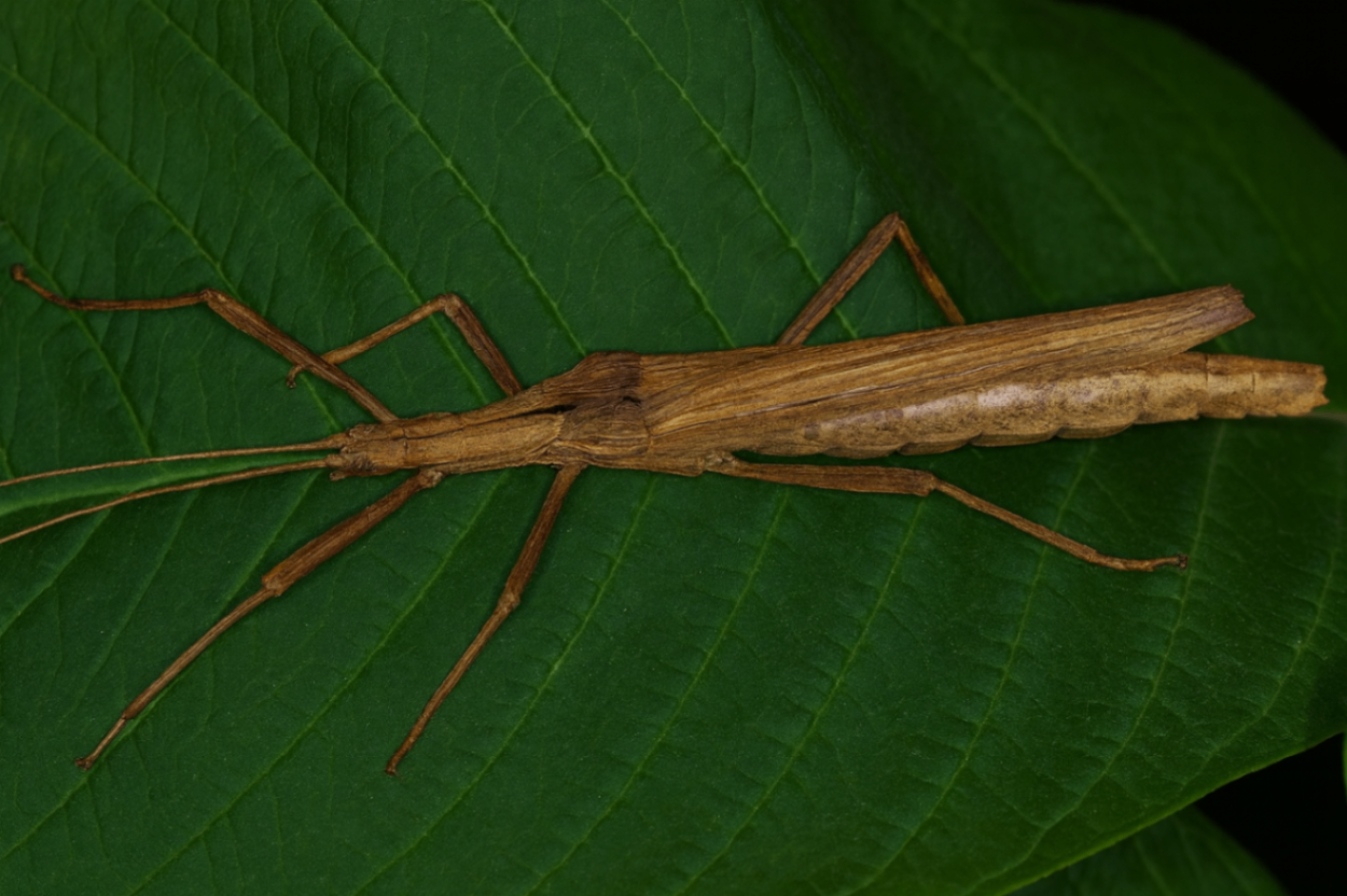 Malacomorpha cyllarus  1