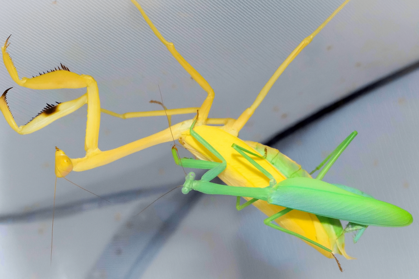 Stagmatoptera femoralis 1