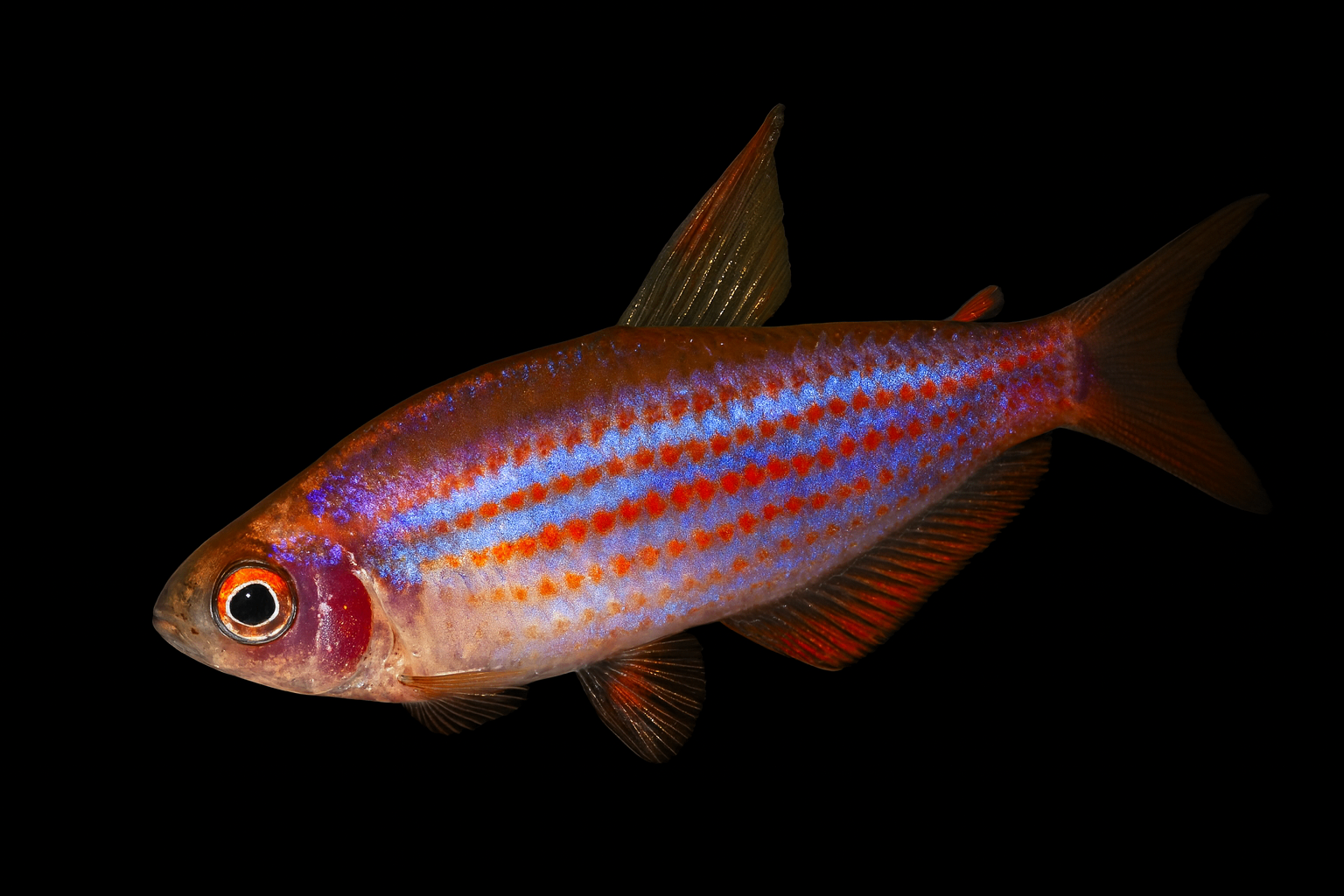 Inpaichthys parauapiranga 1