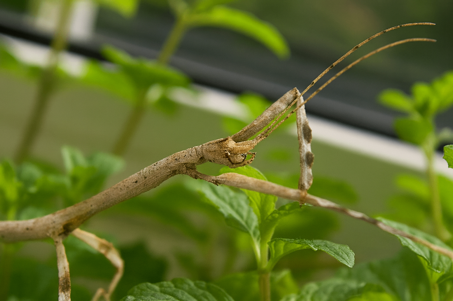 Hermagoras cultratolobatus 1