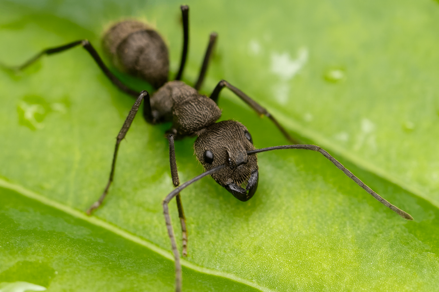 Diacamma scalpratum 1