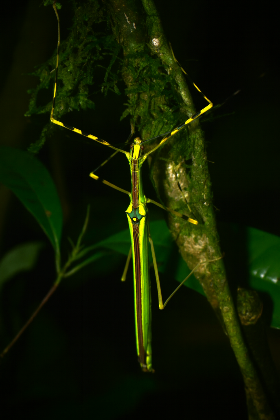 Anarchodes annulipes 1