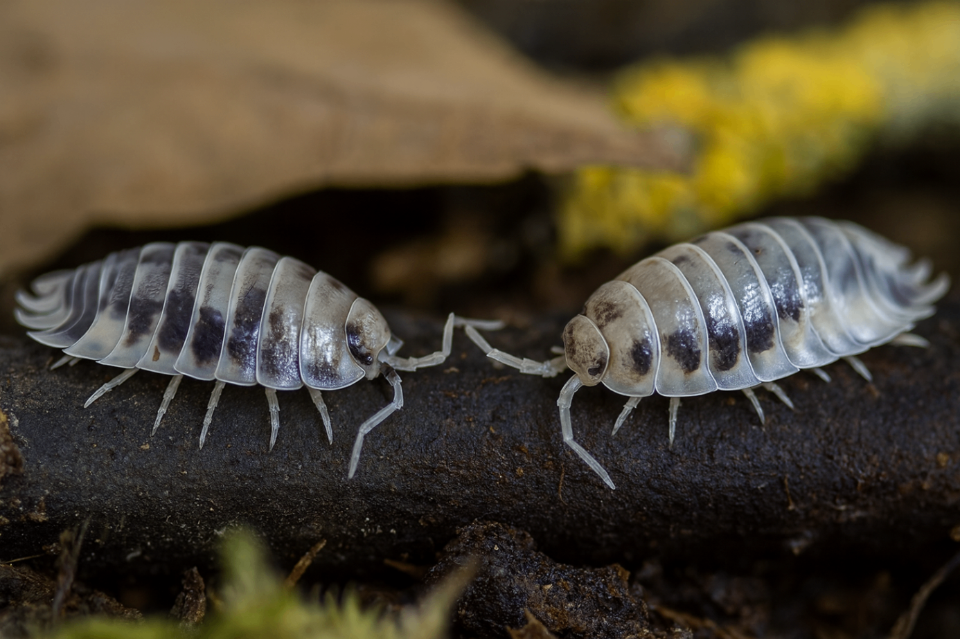 Porcellio laevis Dalmatien 1