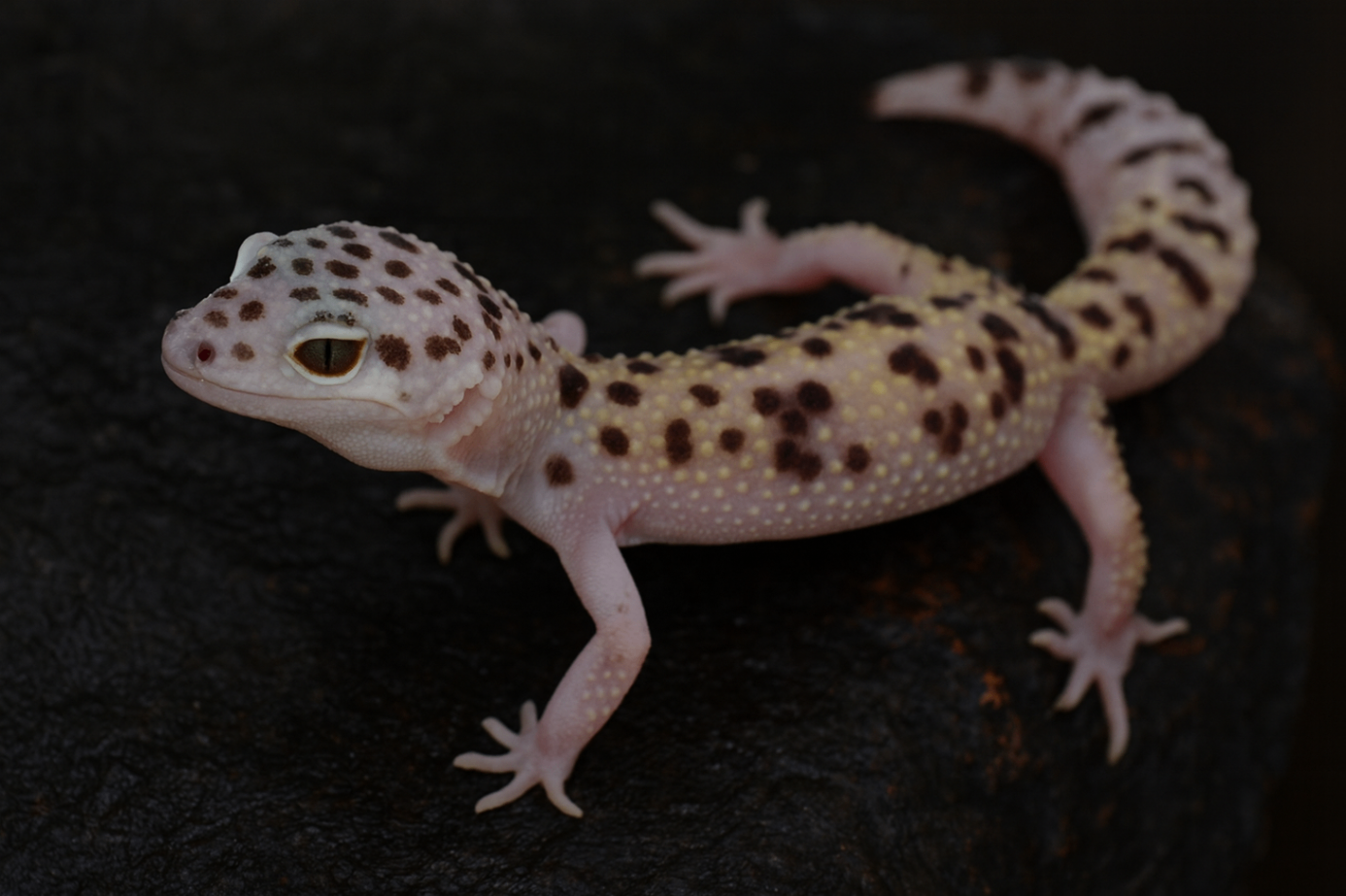 Eublepharis macularius montanus 1