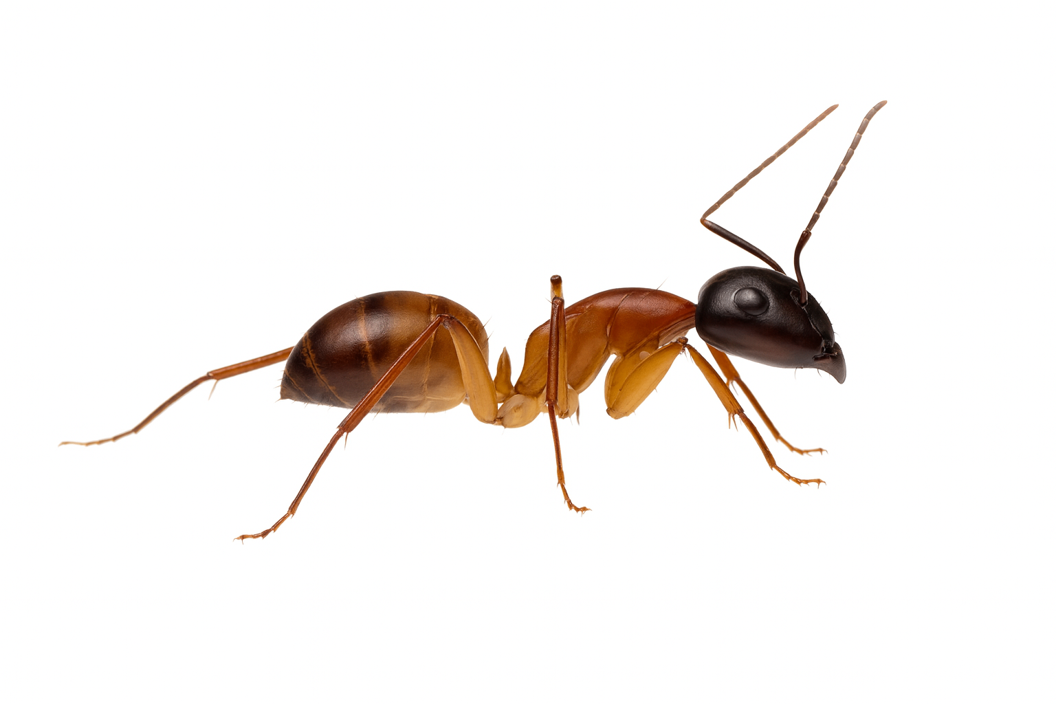 Camponotus terebrans 1
