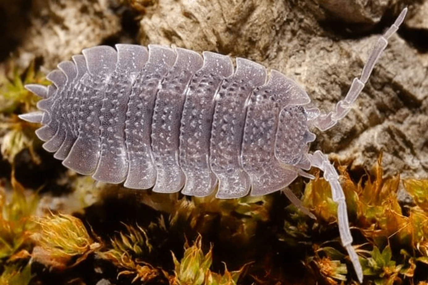 Porcellio echinatus 1