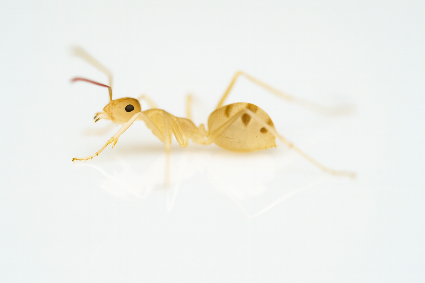 Cataglyphis pallida 1