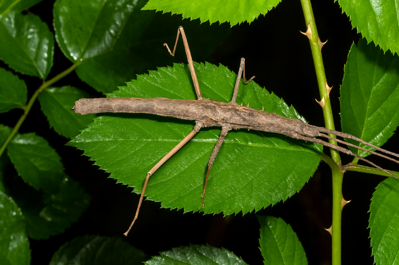 Neohirasea sp. 'Cát Bà NP' 1