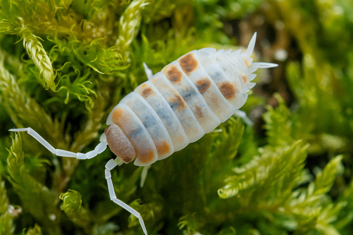 Porcellionides pruinosus Orange Koi 1