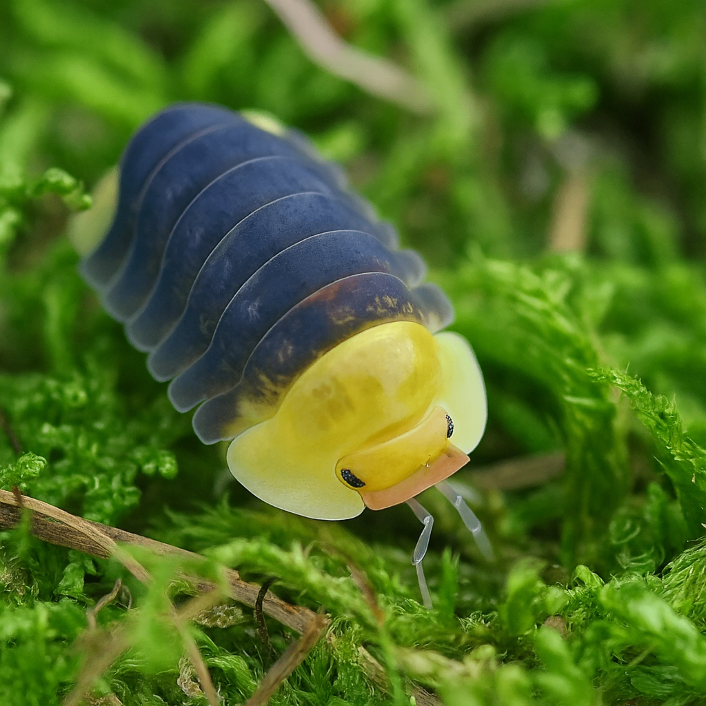 Cubaris sp. "Rubber ducky" 1