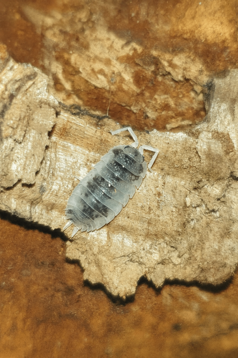 Porcellio scaber Oreo 1