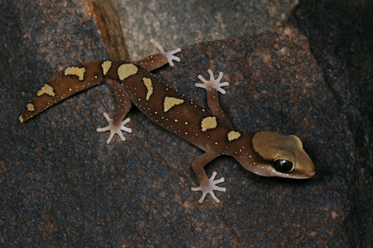 Diplodactylus galeatus 1