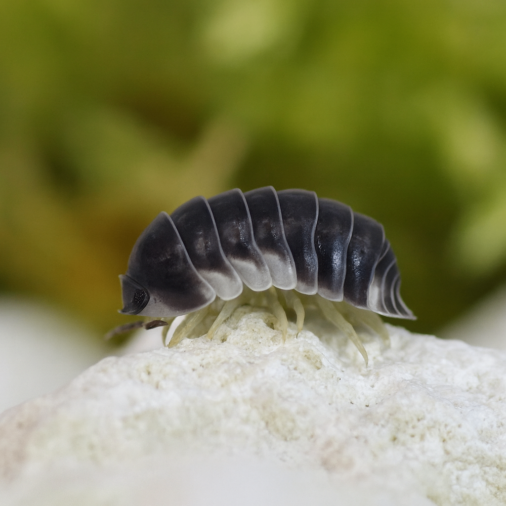 Cubaris sp. « White Side » 1