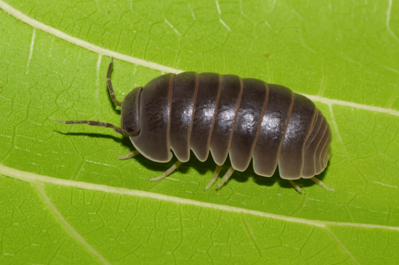 Armadillo officinalis 