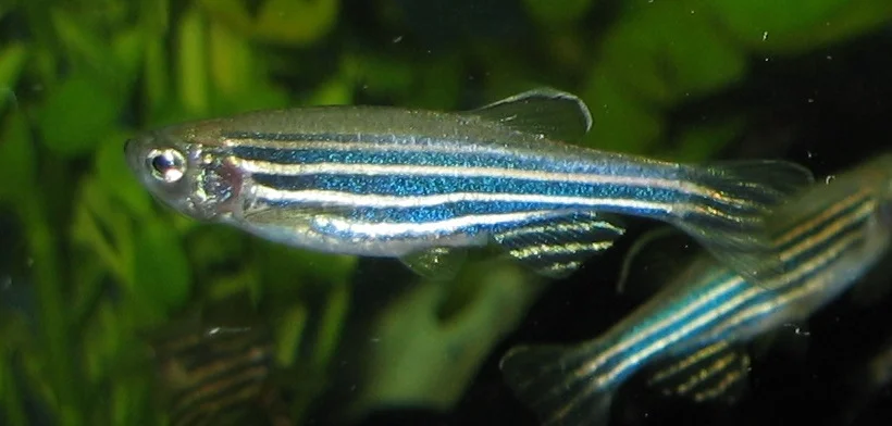 Danio rerio 1