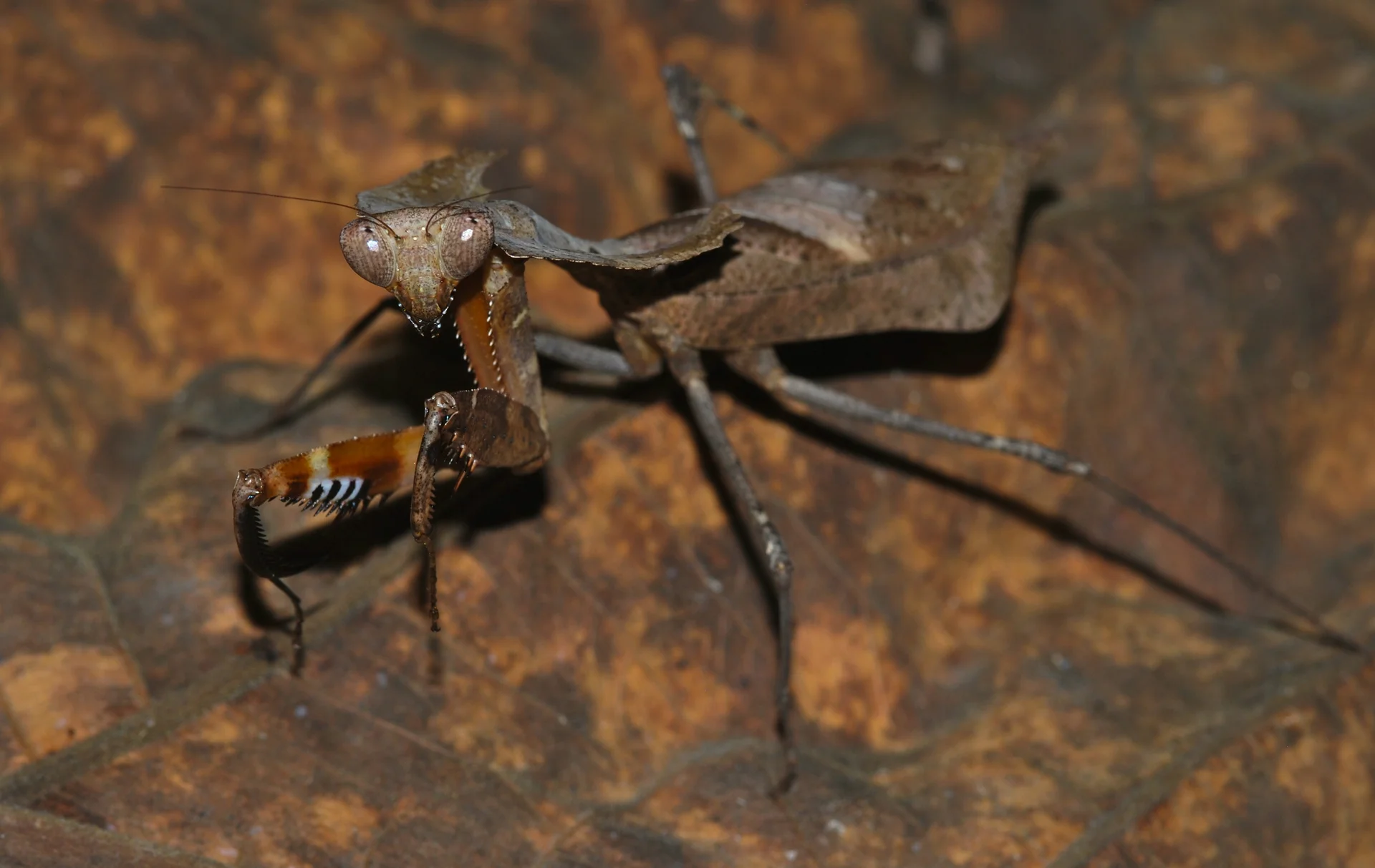 Deroplatys desiccata 1