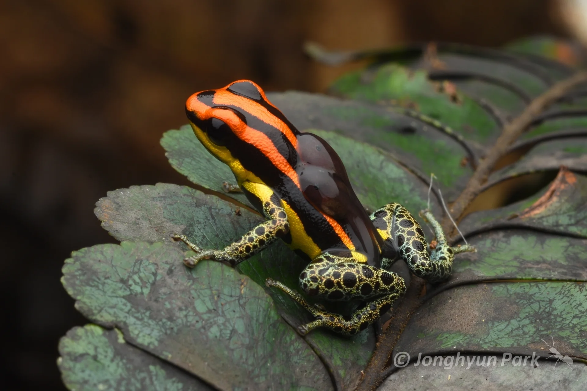 Ranitomeya uakarii 1