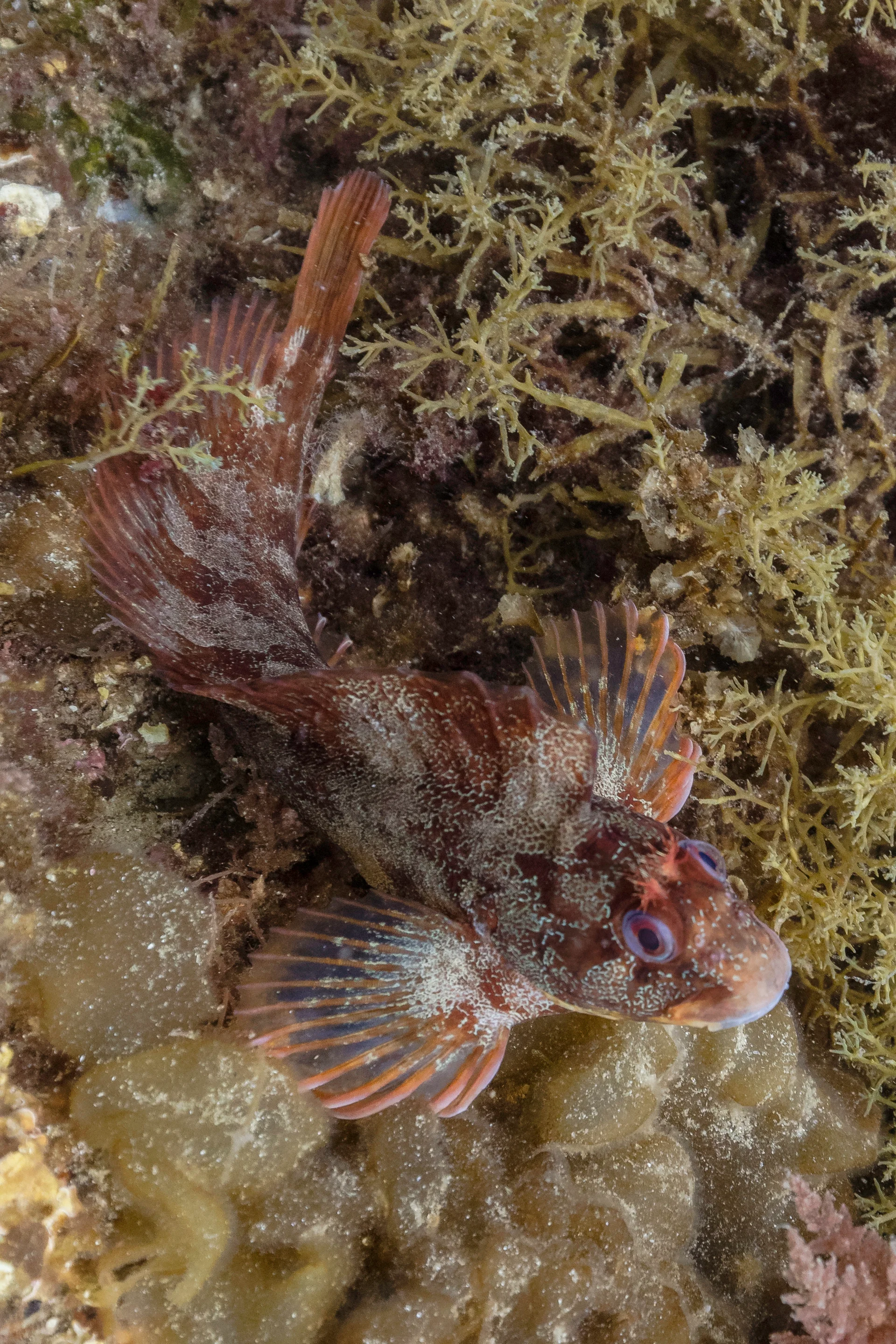 Parablennius gattorugine 1