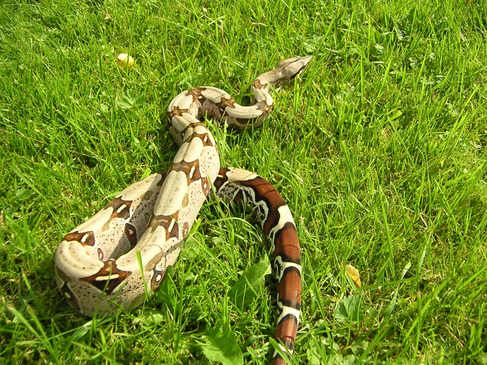 Boa constrictor  2