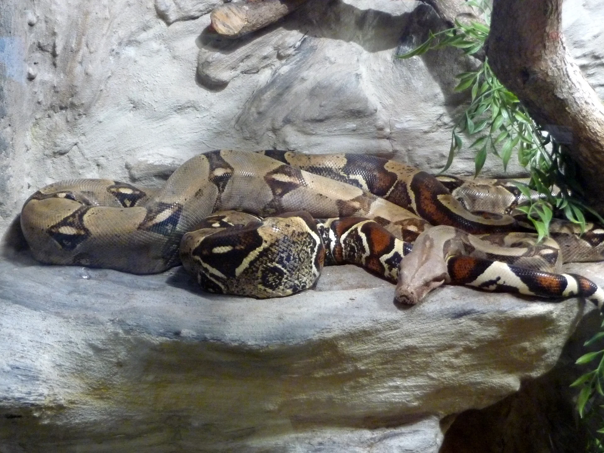 Boa constrictor  3