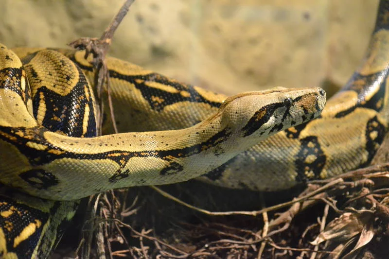 Boa constrictor  4