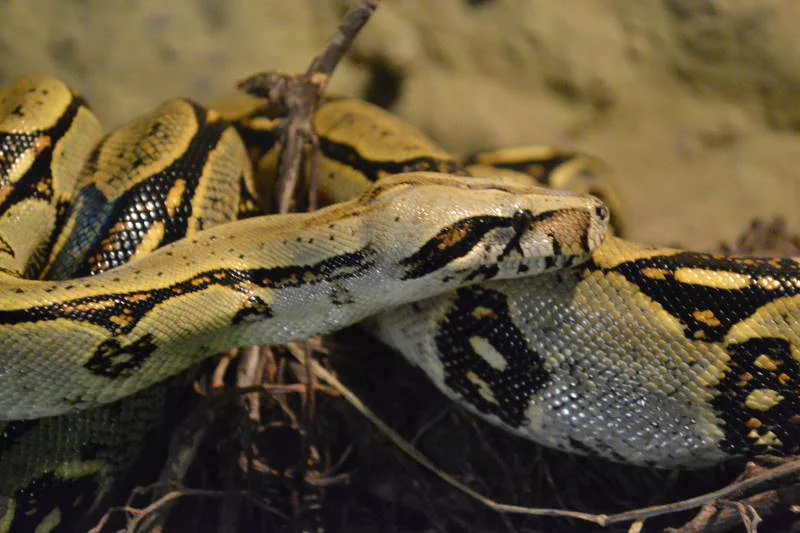 Boa constrictor  5