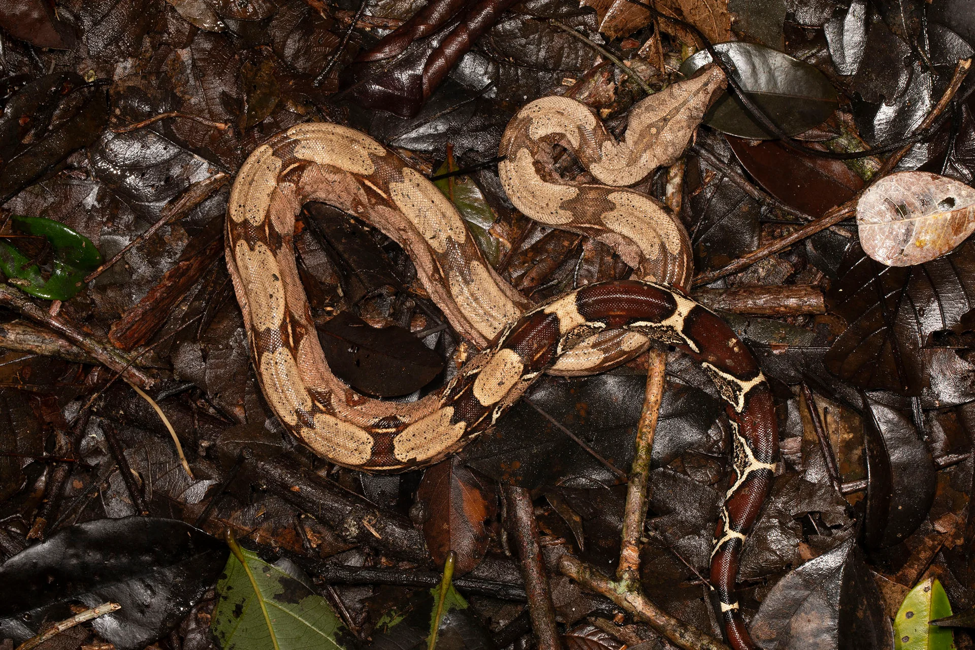 Boa constrictor  6