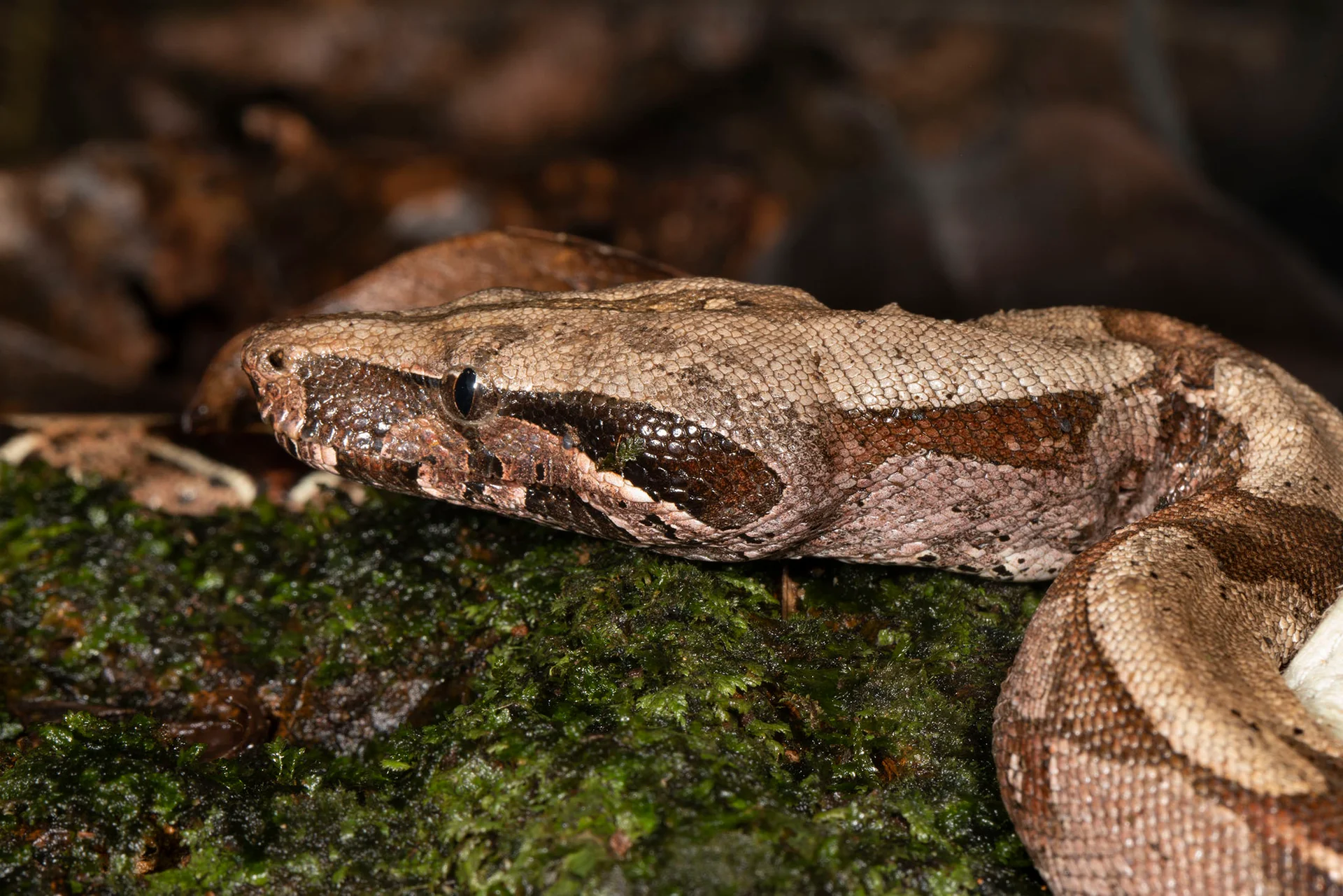Boa constrictor  8