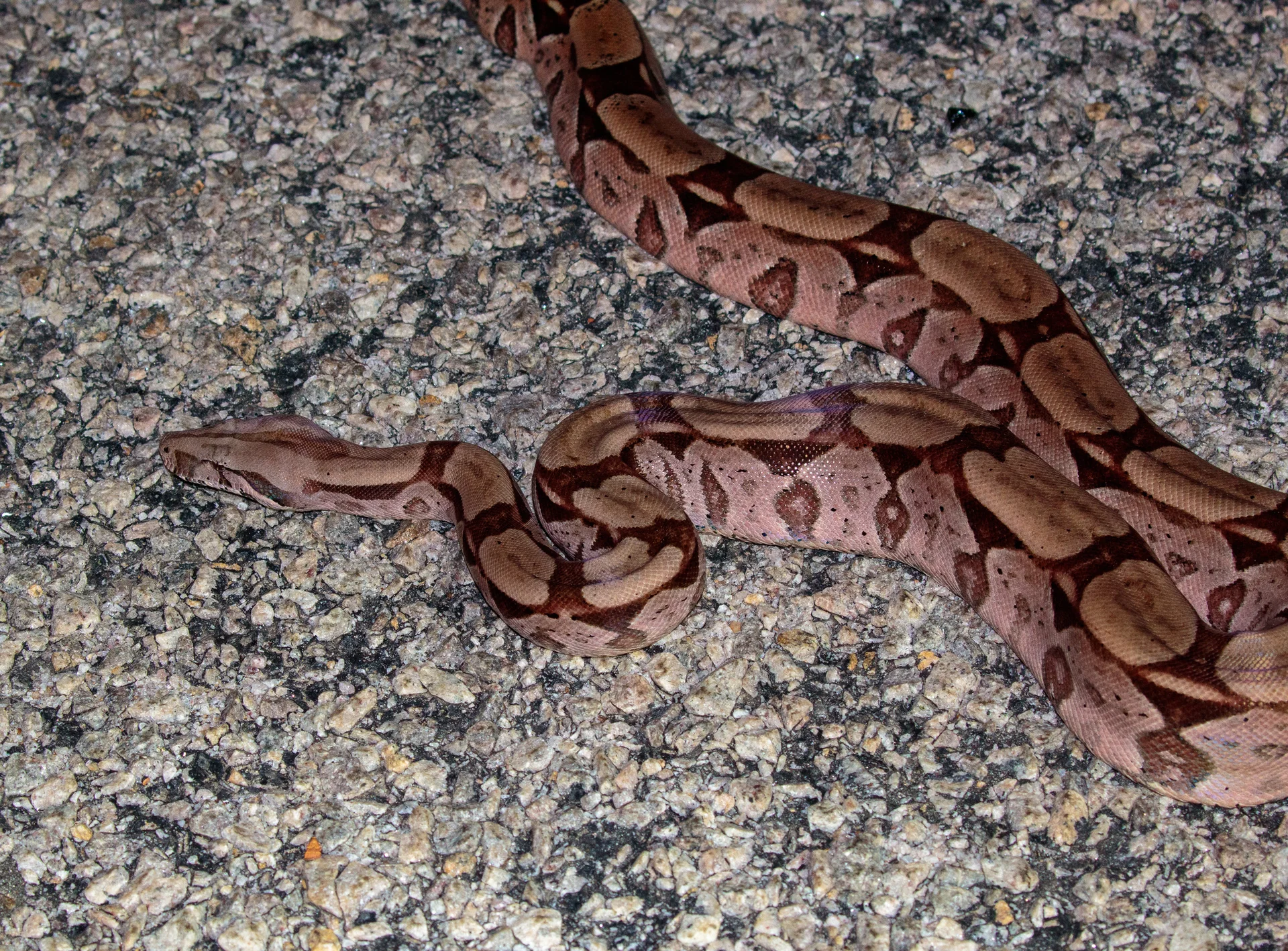 Boa constrictor  10