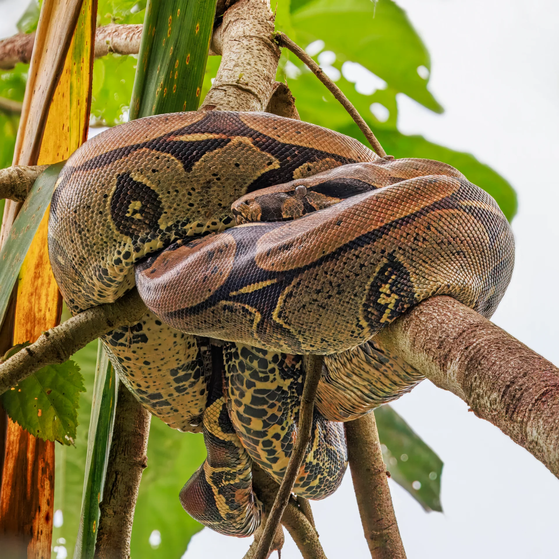 Boa constrictor  11